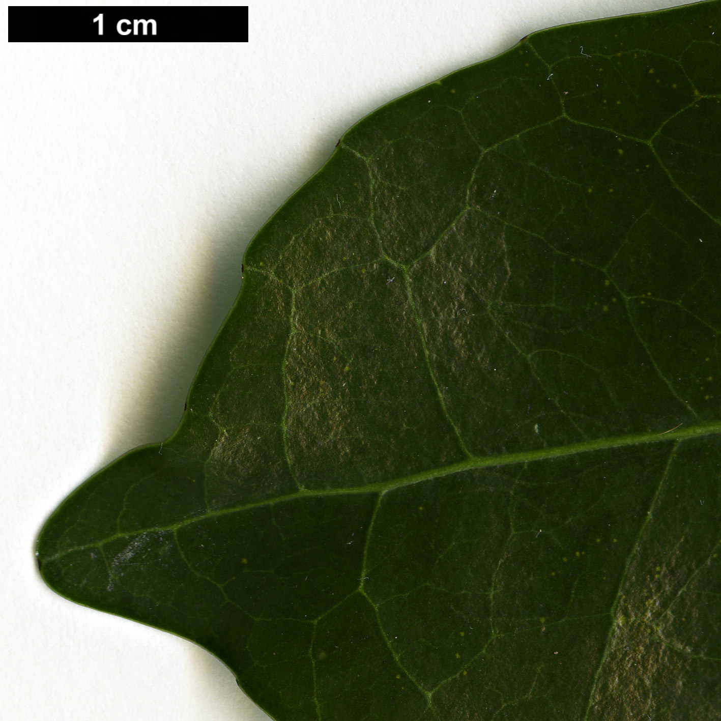 High resolution image: Family: Symplocaceae - Genus: Symplocos - Taxon: lucida